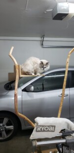 giant cat tree in the making