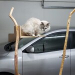giant cat tree in the making