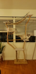 giant cat tree phoenix jumping