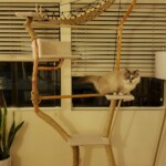 giant cat tree phoenix jumping