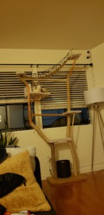 giant cat tree phoenix laying down