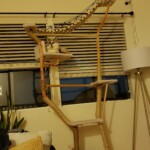 giant cat tree phoenix laying down