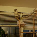 diy cat tree