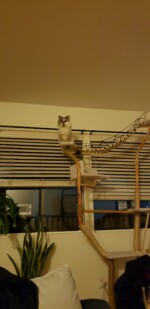 diy cat tree