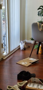 phoenix munchkin cat posing