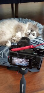 phoenix munchkin cat photoshoot