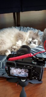 phoenix munchkin cat photoshoot