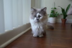 majestic munchkin cat