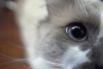 munchkin cat blue eyes