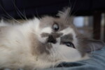 munchkin cat blue eyes