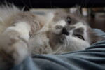 munchkin cat laying down
