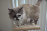 munchkin cat on tree