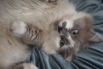 munchkin cat short arms