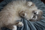 munchkin cat short arms