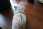munchkin cat back