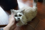 munchkin cat head scratch