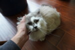 munchkin cat head scratch