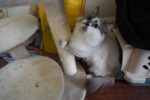 phoenix scratching pole